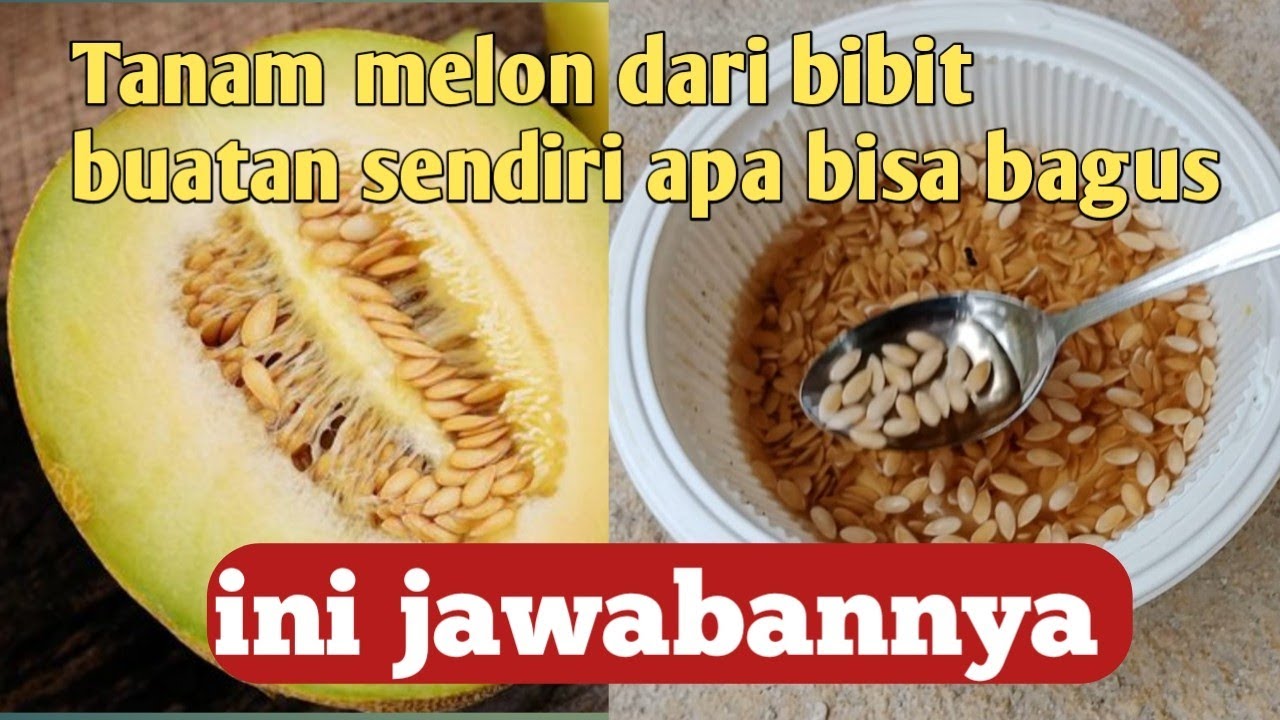 Menanam bibit melon buatan sendiri#melon#menanammelon