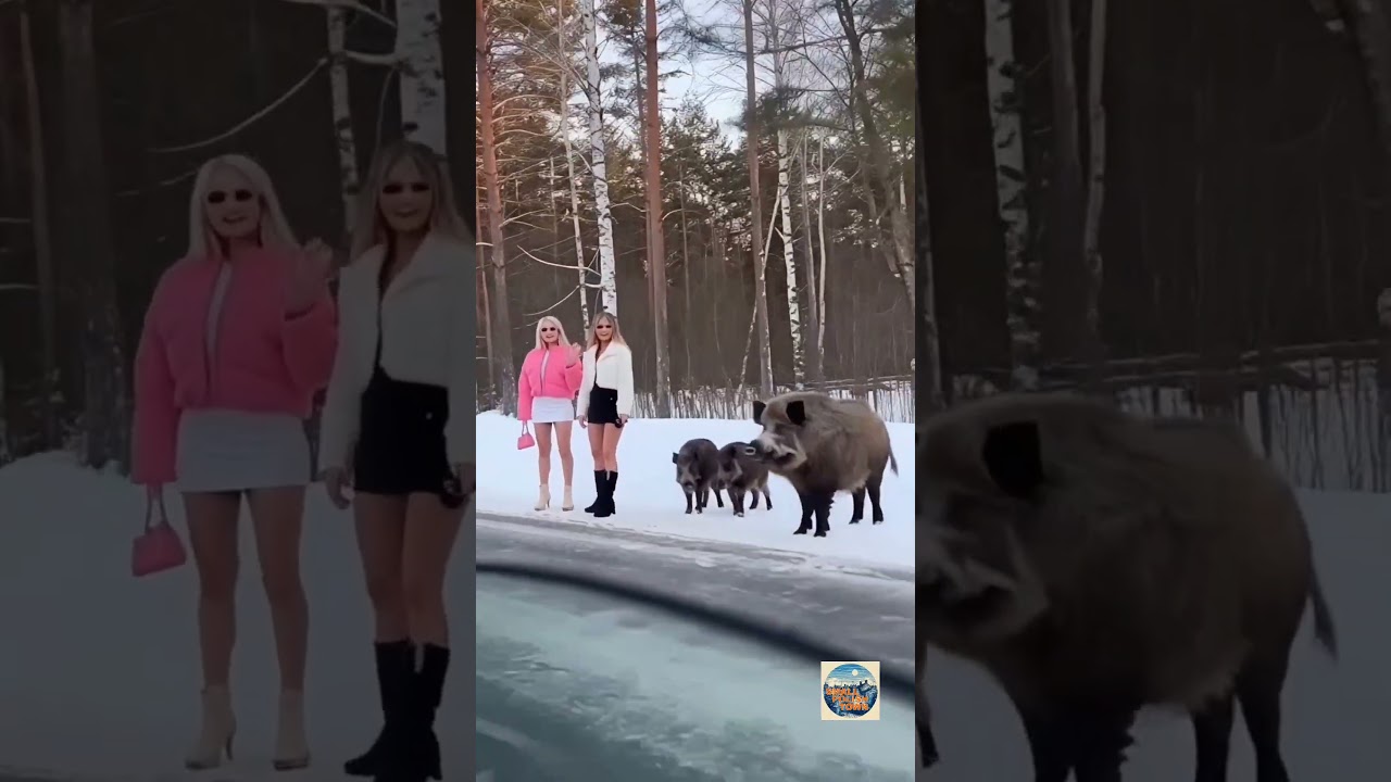 Co tu robią te dziki? #shorts #funny #polska #viral #sora2