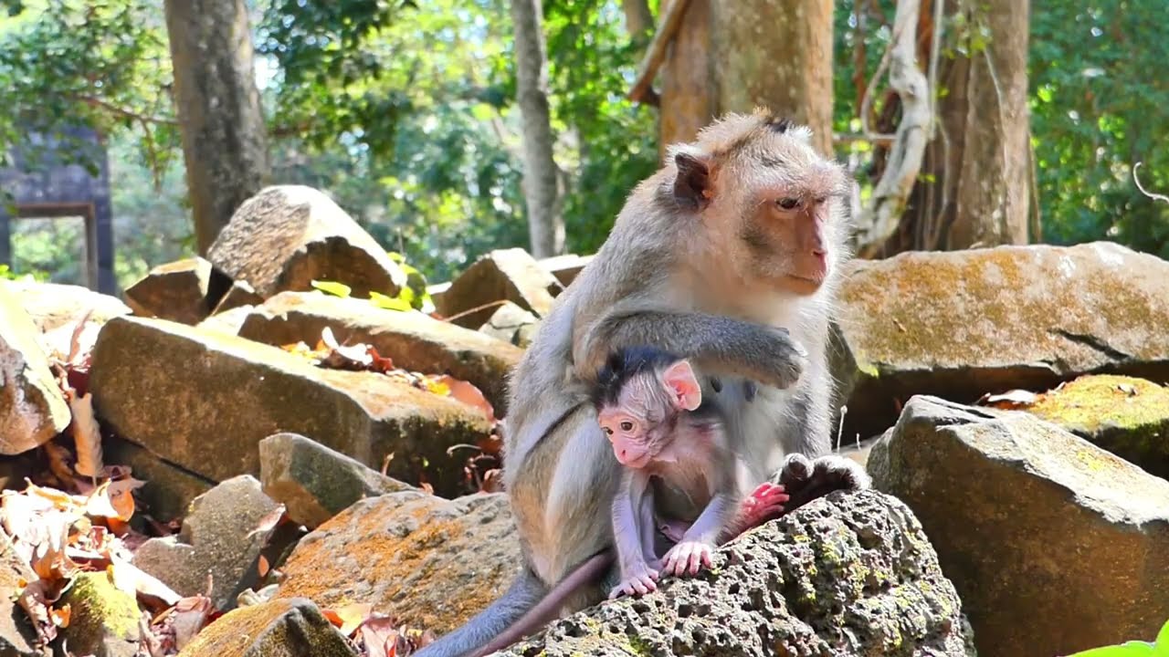 Vicky monkey family on sandstone , She stayed lone with baby,