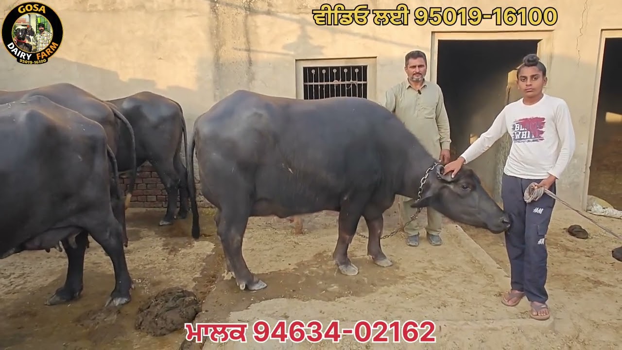 ਆ ਤਾਂ ਕਮਾਲ ਕਰਤੀ ਦੂਜਾ ਸੂਆ ਦੋ ਦੰਦ ਝੋਟੀ ਵਿਕਾਊ 
