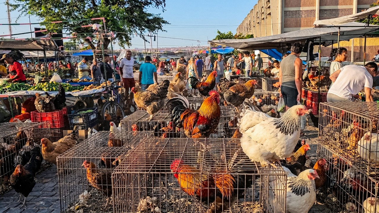 NA FEIRA DE GALINHAS DE CARUARU-PE H&Aacute; DIVERSAS AVES, S&Aacute;BADO, (21/03/26)