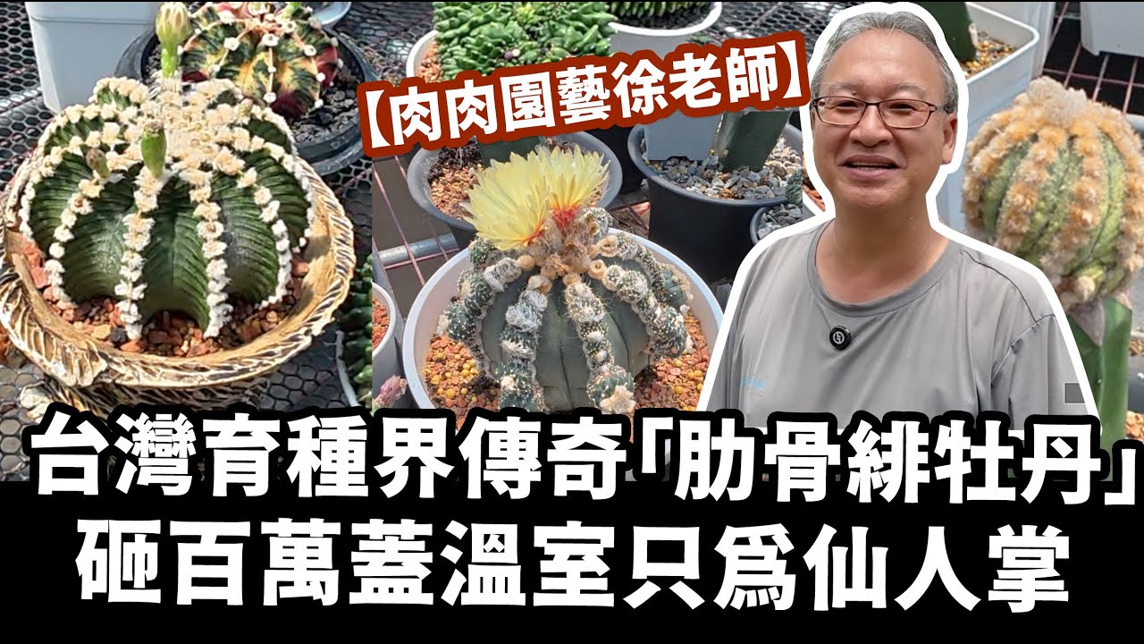 🔥砸百萬蓋溫室只為仙人掌夢！台灣育種界傳奇「肋骨緋牡丹」大公開｜徐老師的多肉人生｜多肉收藏家特訪