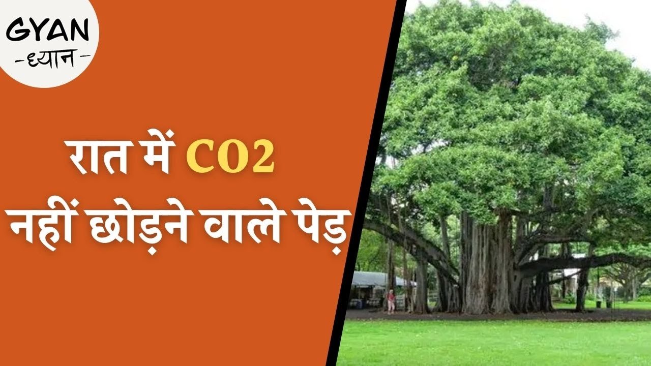 क्या पीपल का पेड़ रात में ऑक्सीजन छोड़ता है? | Do some trees release Oxygen at night?