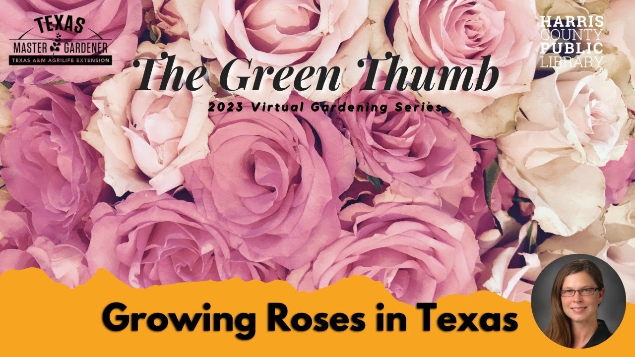 The Green Thumb: Growing Roses in Texas