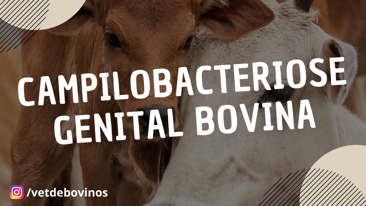 Campilobacteriose Genital Bovina 