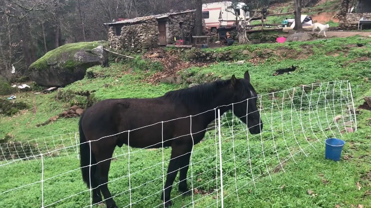 Probando el corral electrónico.