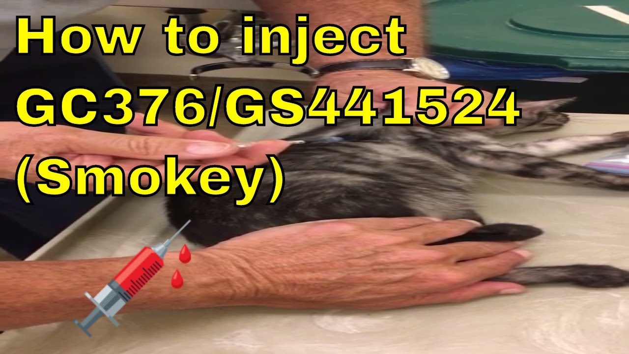【ZenByCat】Dr. Pedersen demonstrating how to inject GC376 into Smokey from Sept 2016