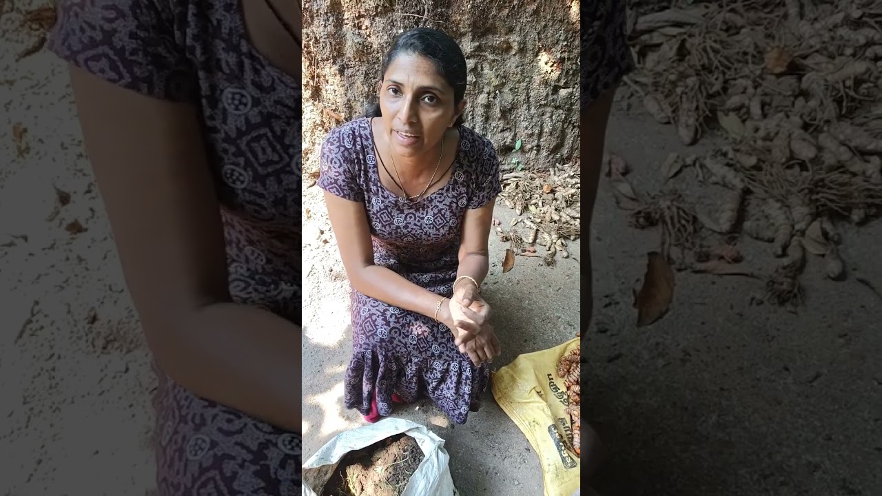 മഞ്ഞൾ കൃഷിയുടെ ലളിതമായ രീതികൾ, വളപ്രയോഗം മുതൽ വിളവെടുപ്പ് വരെ ടിപ്പുകൾ #TurmericCultivation