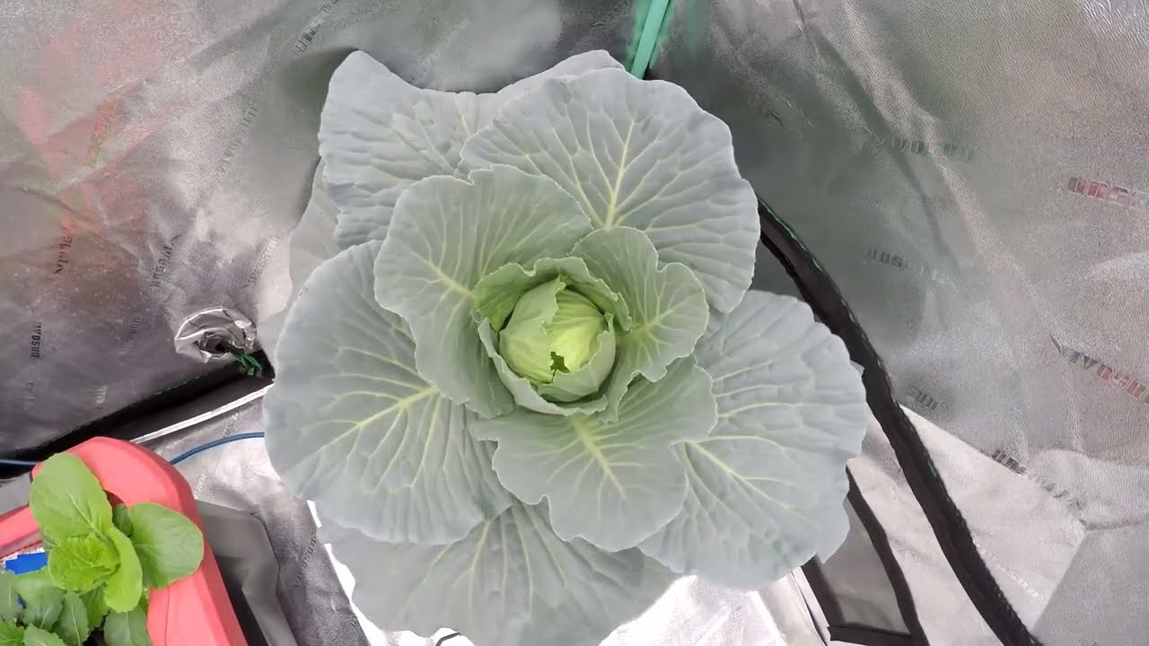 Hydroponic Cabbage Timelapse - 65 Days in 90 Seconds