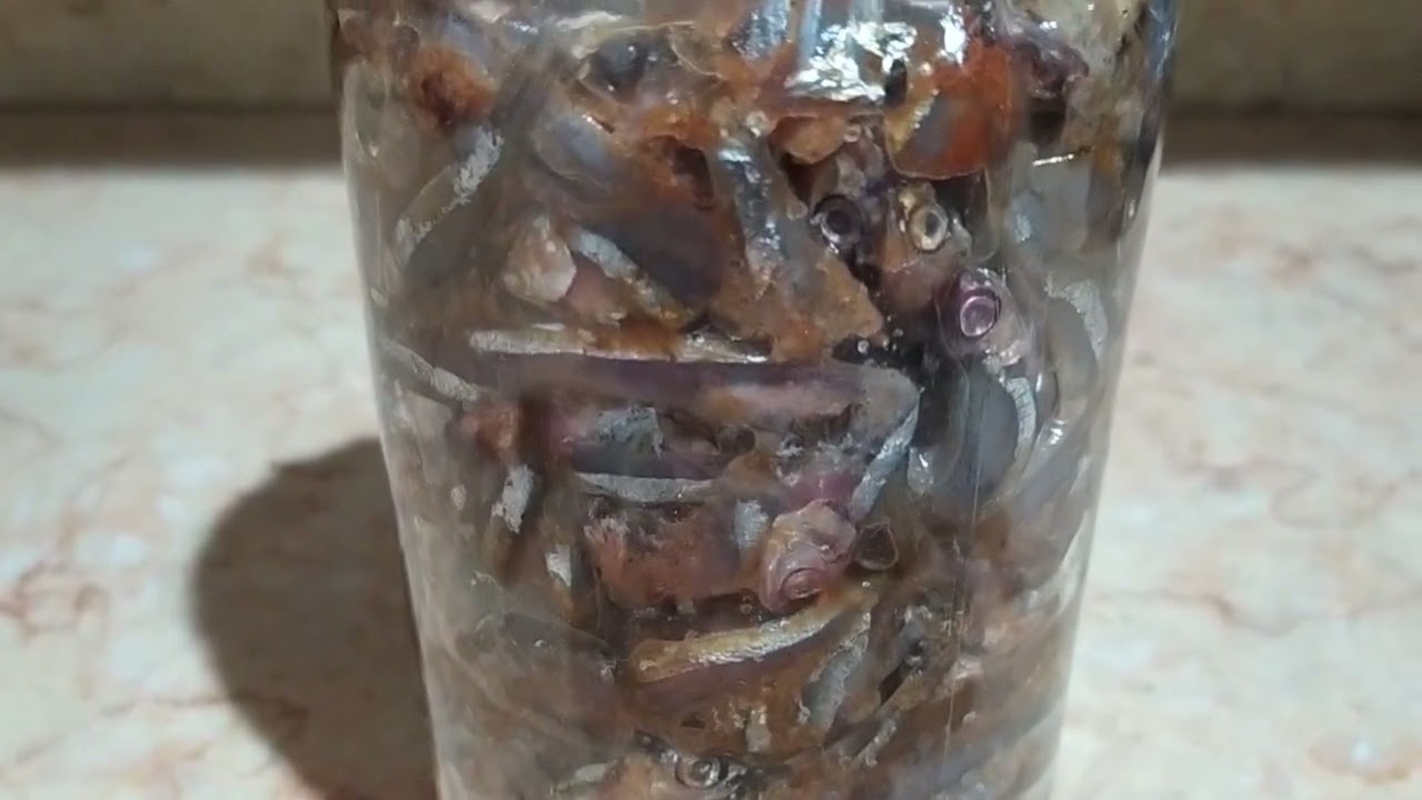 فسيخ الغلابة صفى من الماية قبل وبعد التخليل 