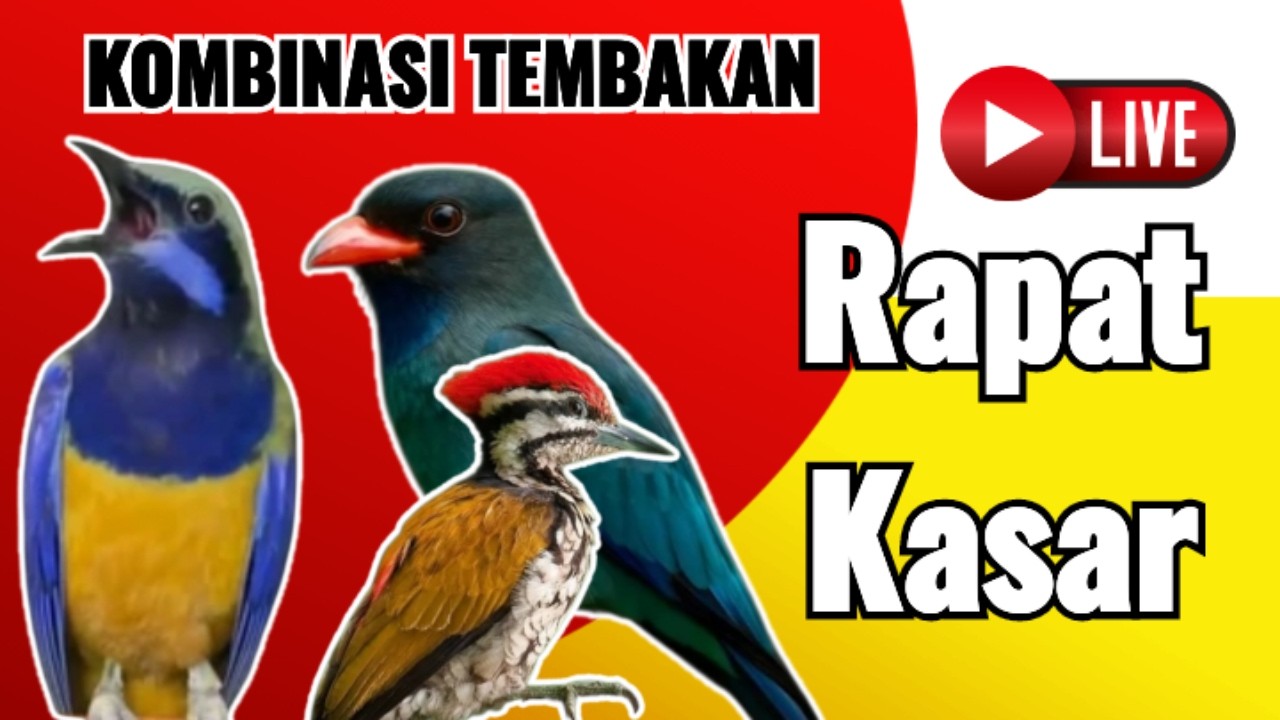 🔴 Masteran tembakan Cungkok Tengkek Buto & Pelatuk‼️