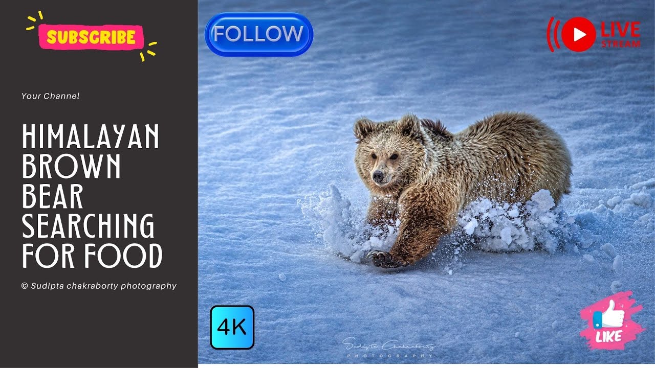 Majestic Himalayan Brown Bear Searching for Food | Rare Wildlife Moments