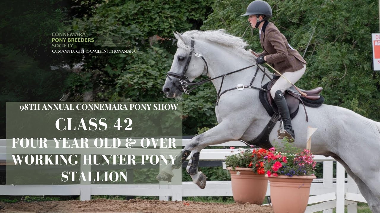 Class Forty Two Working Hunter Pony Stallion | 98th Annual Connemara Pony Show