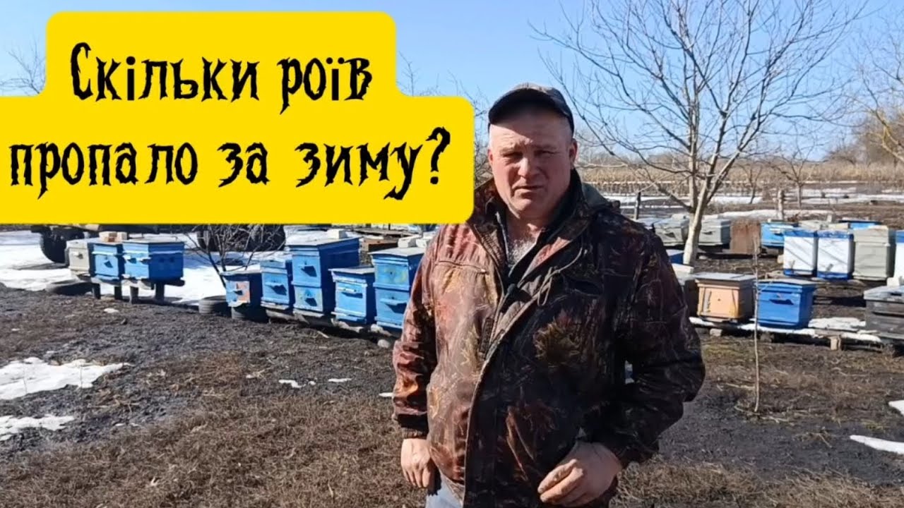 Скільки роїв пропало за зиму? Реальні втрати на нашій пасіці