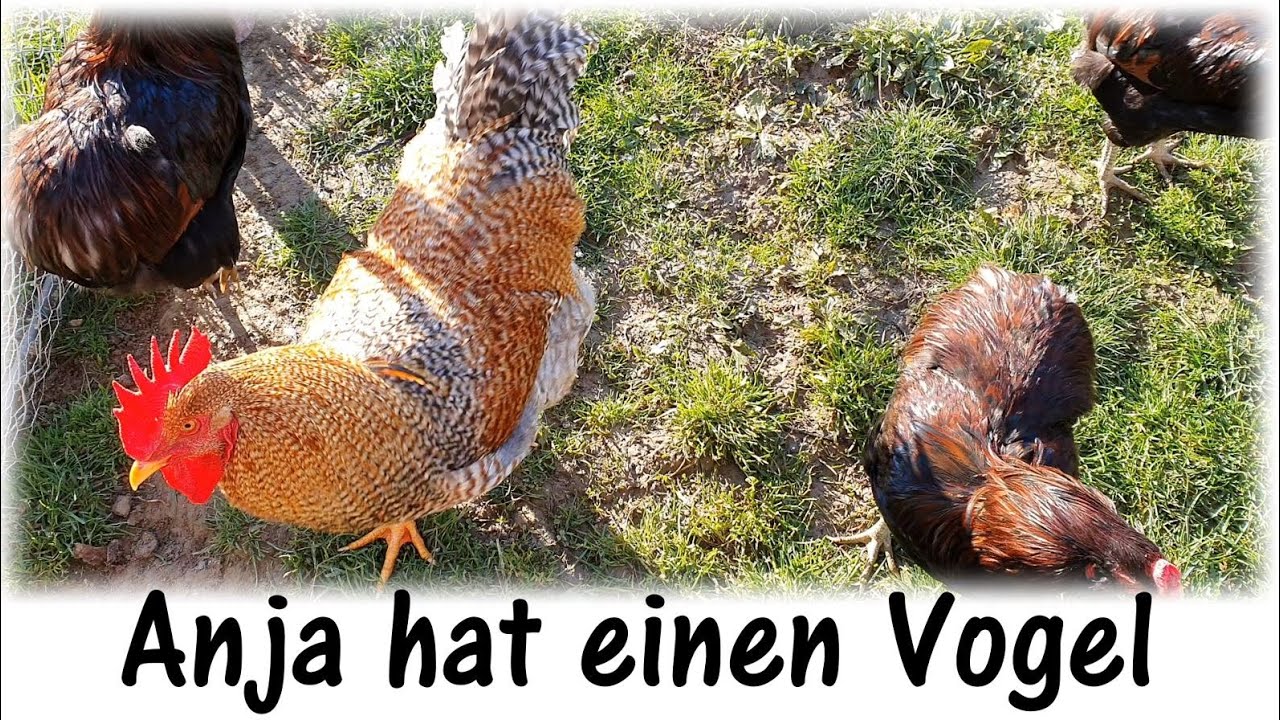 Bielefelder Kennhuhn, Araucana und Graupapagei / Anja hat einen Vogel