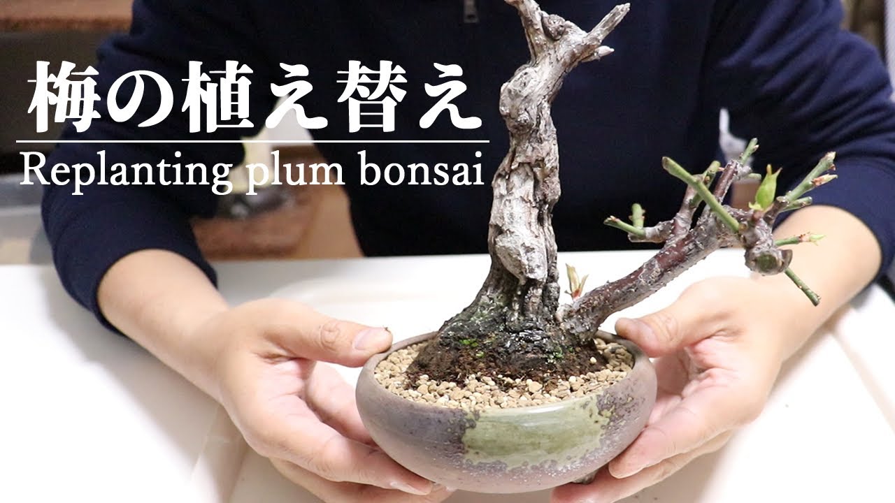 梅盆栽の植え替え - Replanting plum bonsai