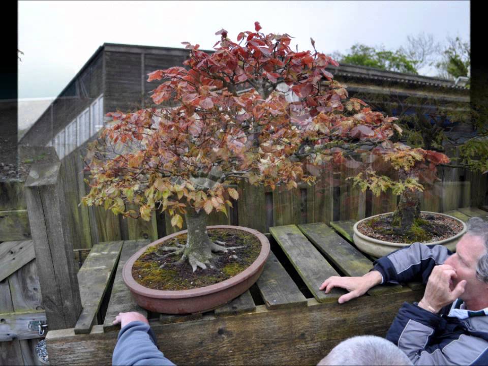Josh's Bonsai Garden May 2012
