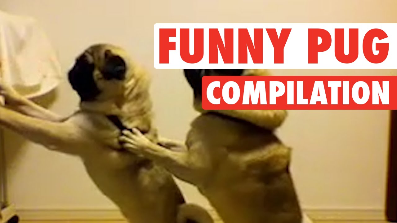 Pug Lyfe || Funny Pug Compilation
