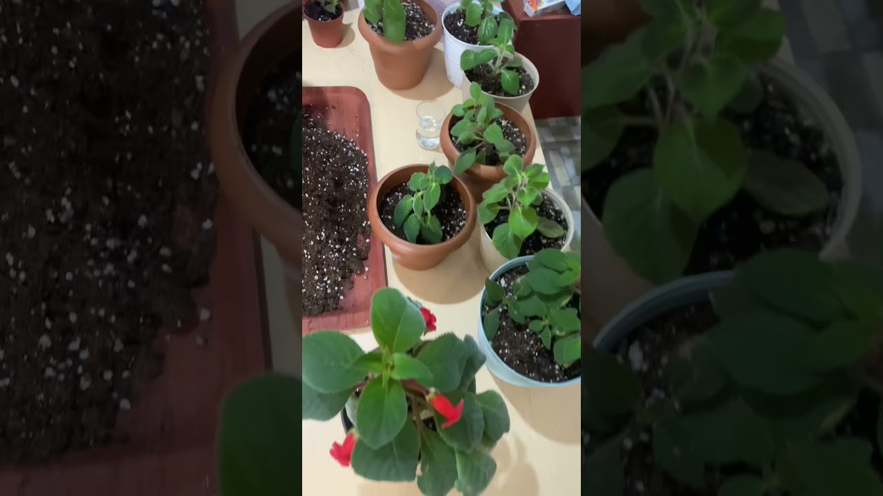 Çelikten ve Fideden Kohleria dikimi