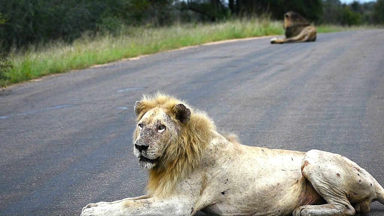 TWO Old Lions, Legends, Surviving. Casper And Mfowethu! Satara, Kruger National Park!
