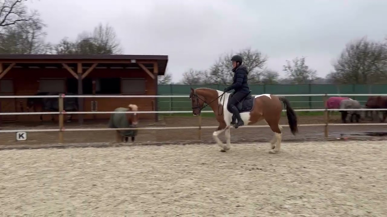 Přiježďování školních pony - Daisy