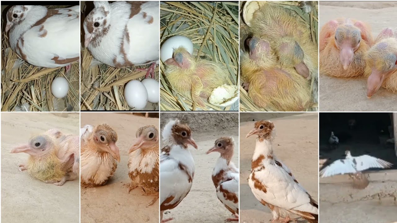 kabutaron ke bacchon ki video | pigeon baby growth video
