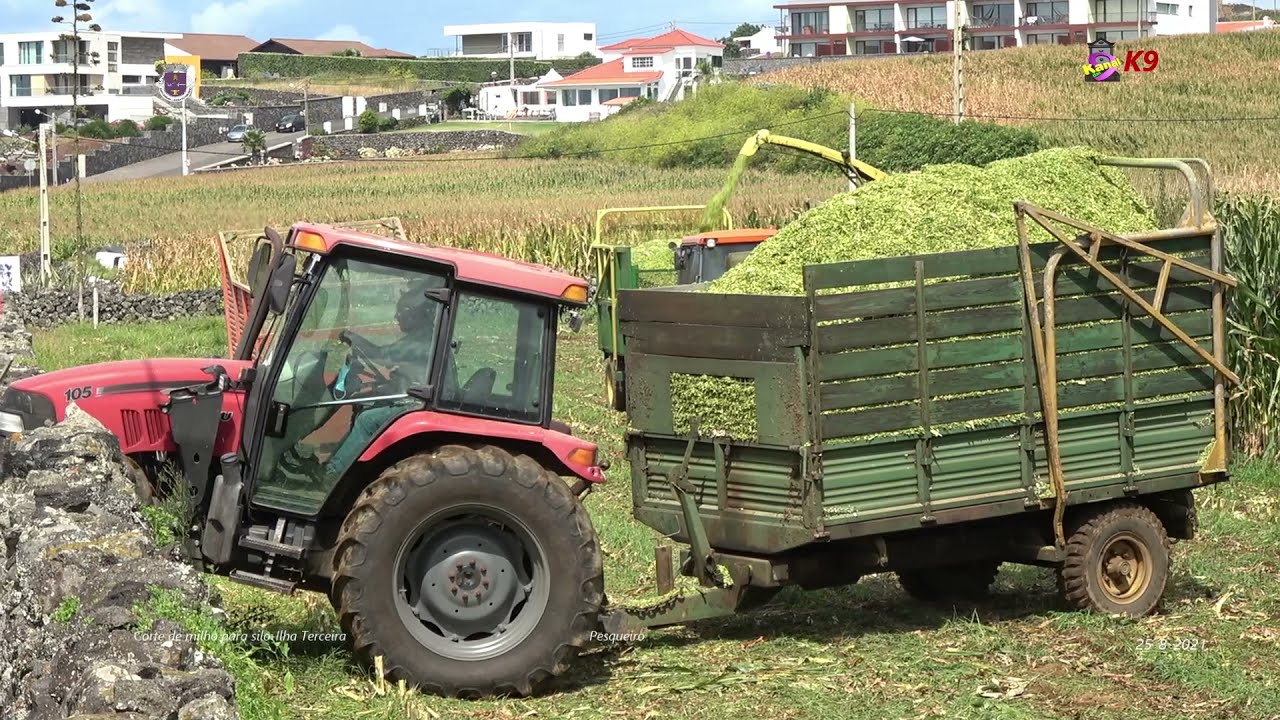 Cortar milho para silagem  25-08-2021 Ilha Terceira