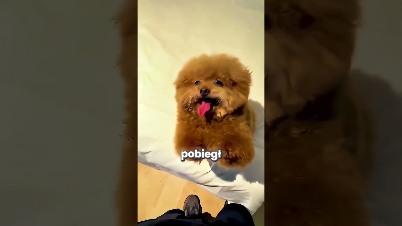 Ten mężczyzna poszedł do hotelu dla piesk&oacute;w! 😮