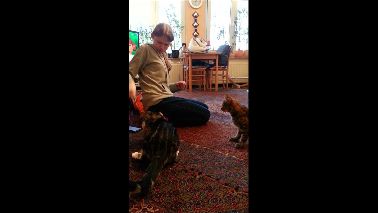 Spielstunde f&uuml;r Rocky & Bella