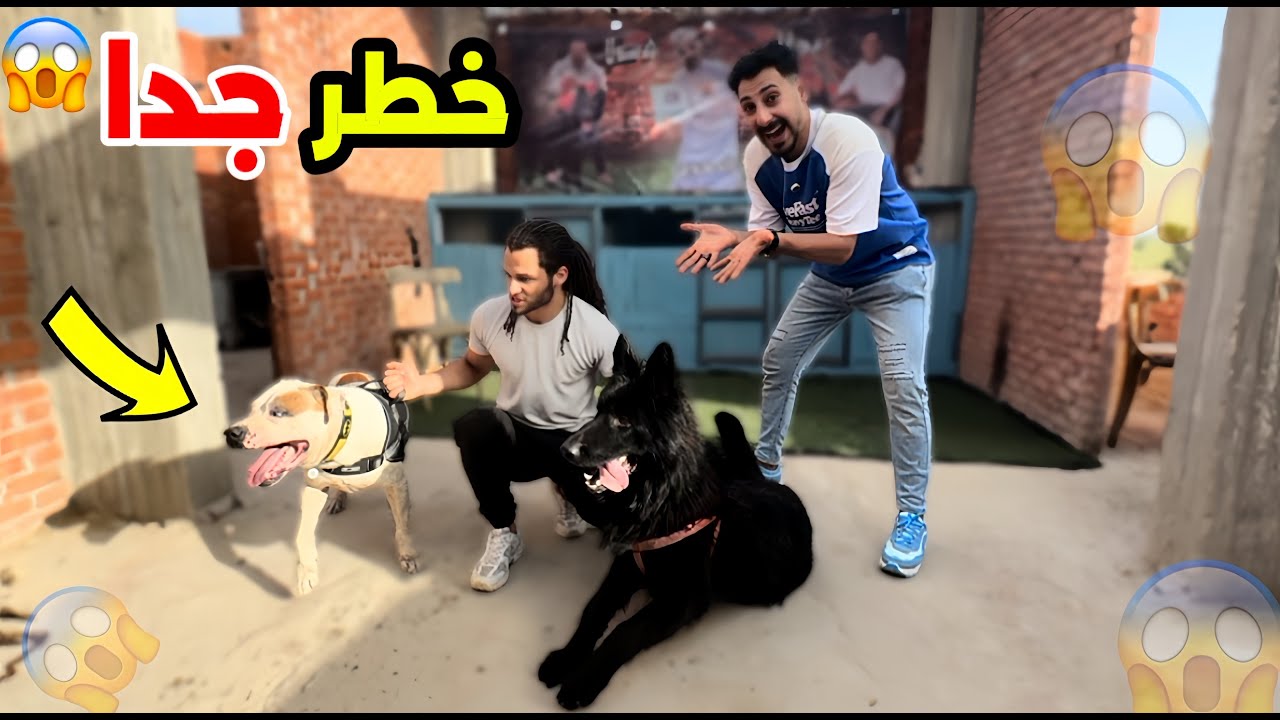 اول مقابله بين بولا وشعبولا وكلاب حسن شيتا | حقي لازم أخده😠