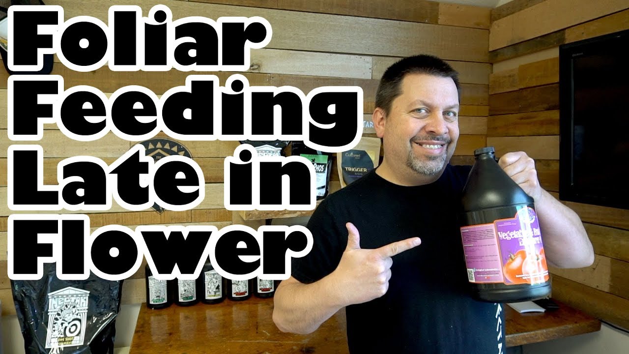 Is it OK to foliar spray the flowers and produce of your veggies and berries? | OCGFAM 254