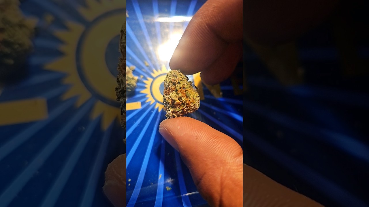 LEMON OG HAZE BY NORTHERN HEIGHTS!