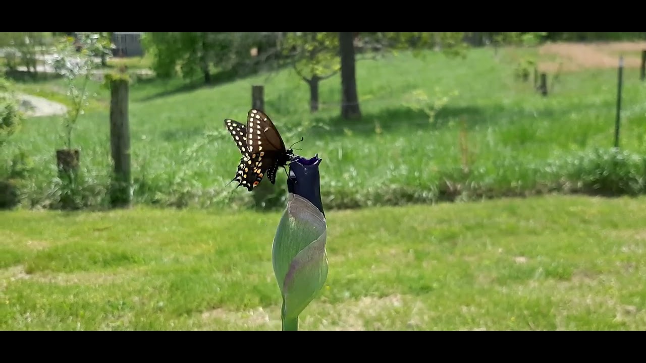 Butterfly Loves Budding Flower (ft. Shiro)