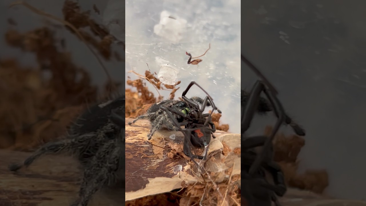 Jumping spider vs Black Widow!😈😱#bugs #nature #insects #insectlovers #bugwars #blackwidow