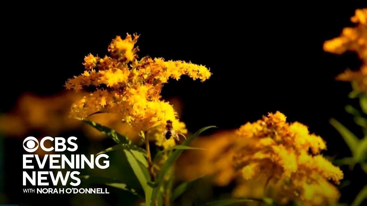 Allergy season getting longer