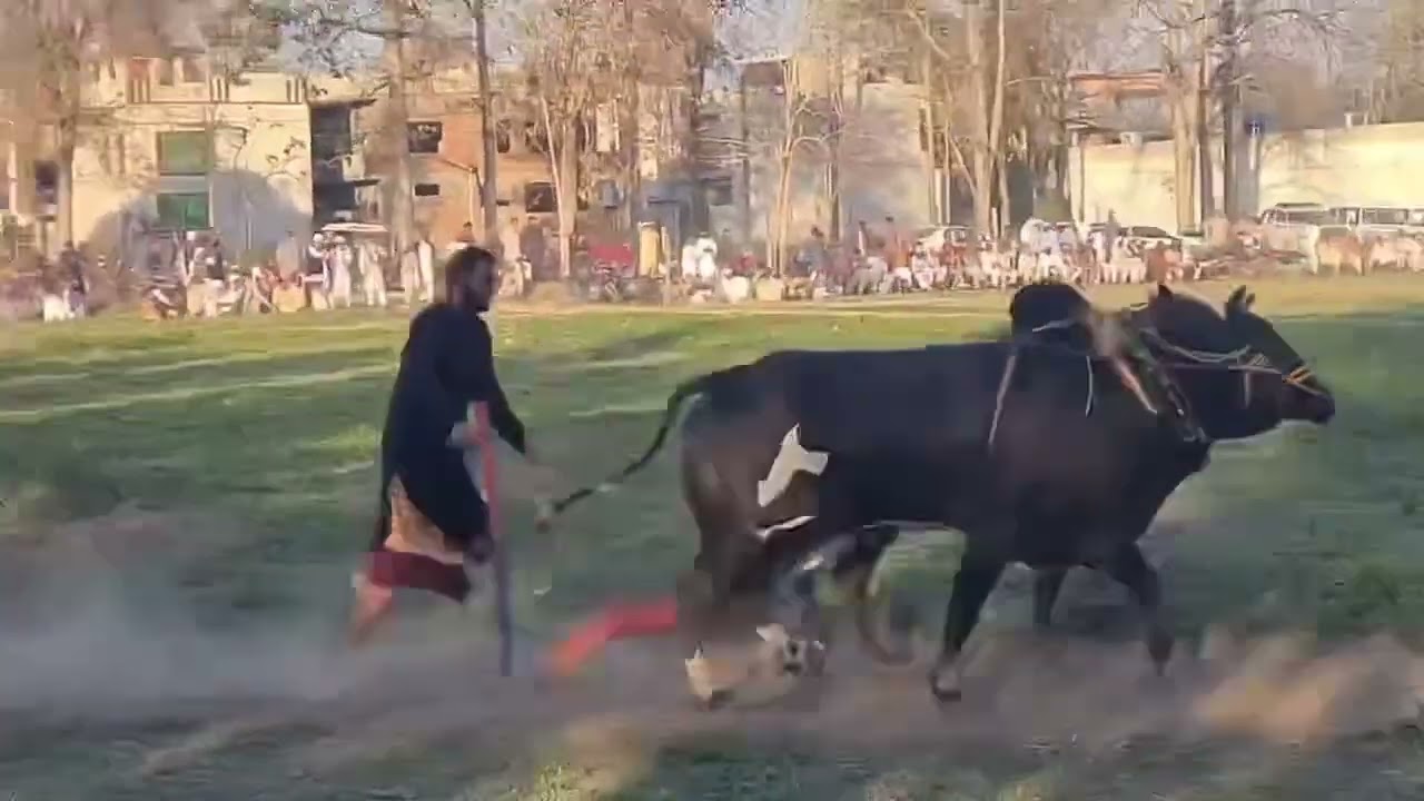 Winner dand at mela rathiyanch rukhsar bajjarvi ox race punjab janvaron ki race bail race