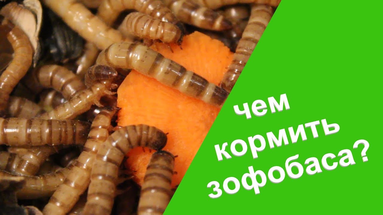 Чем кормить зофобаса?