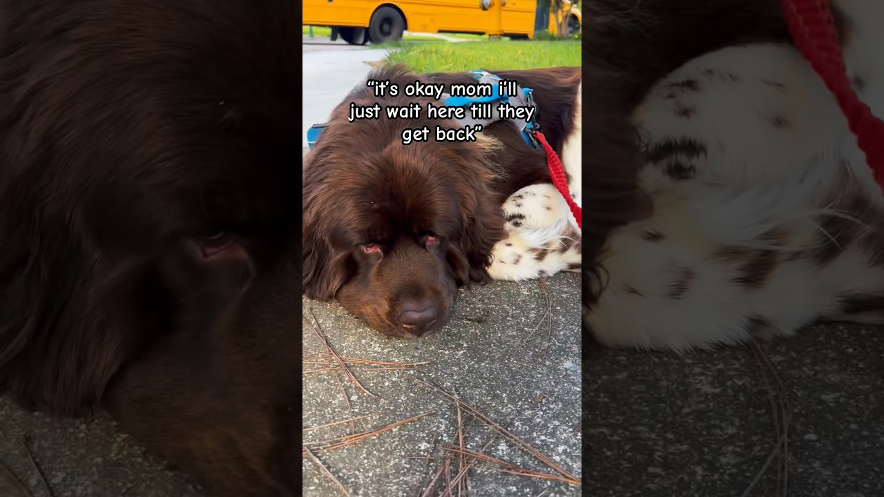 Он хочет остаться на автобусной остановке🥹❤️🐾 #собаки #собаканьюфаундленда #кормлениевкратце