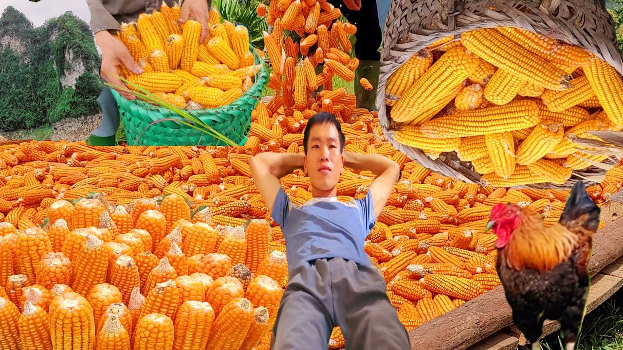 Go pick corn, help parents cook with them # Live Freely :