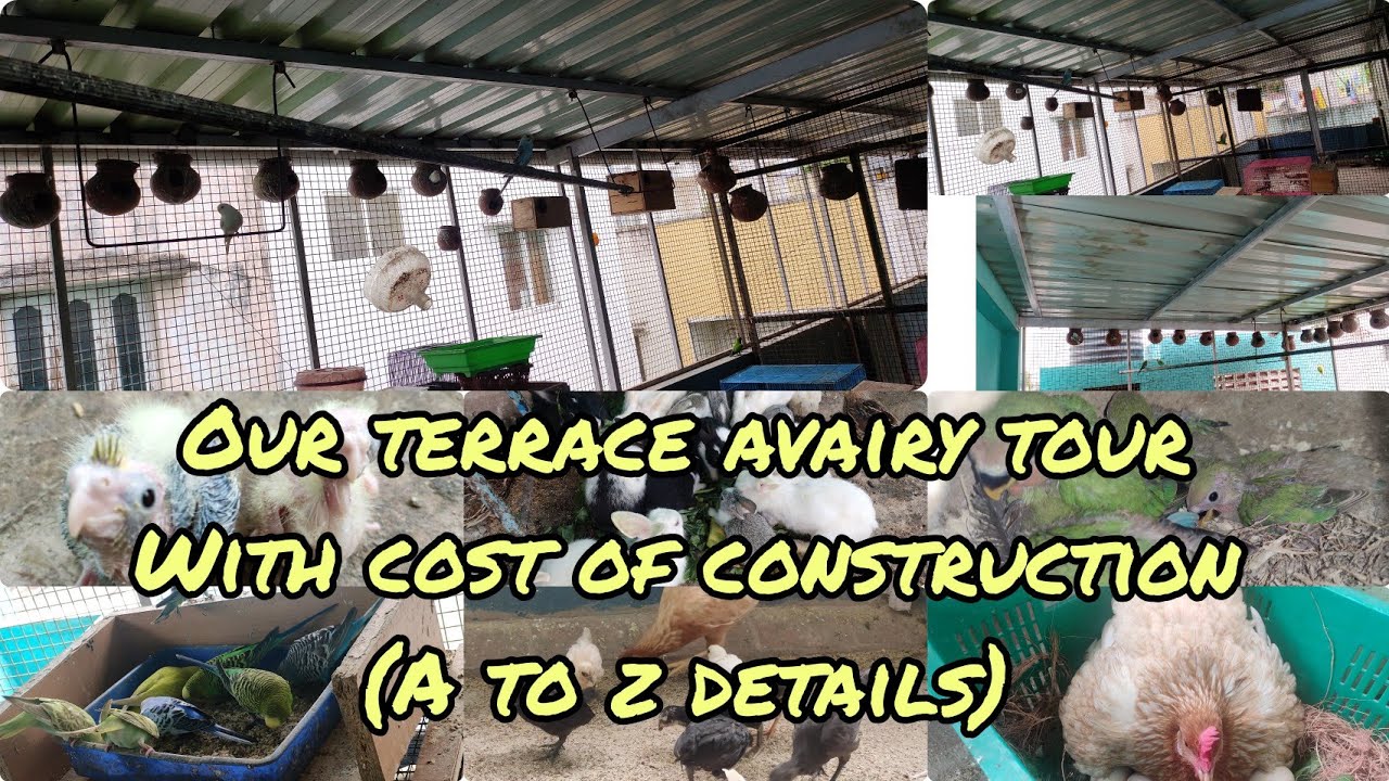 Our terrace Aviary tour/Cost of our aviary construction/our terrace avairy update
