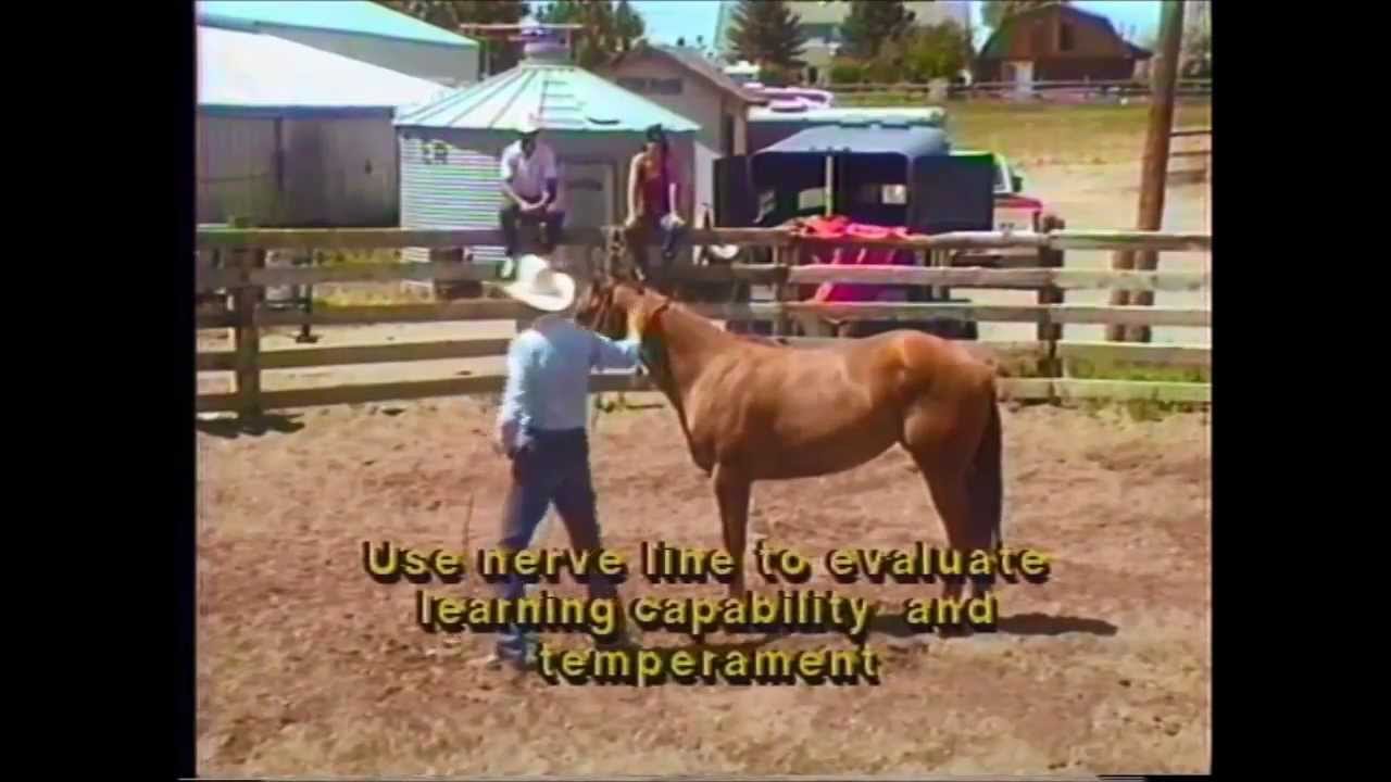 Horse Psyching - Sacking out a green Colt