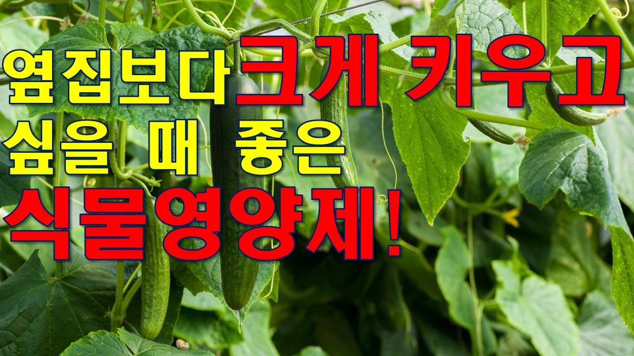 옆집보다 더 크게 키우고 싶을 때 좋은 식물영양제