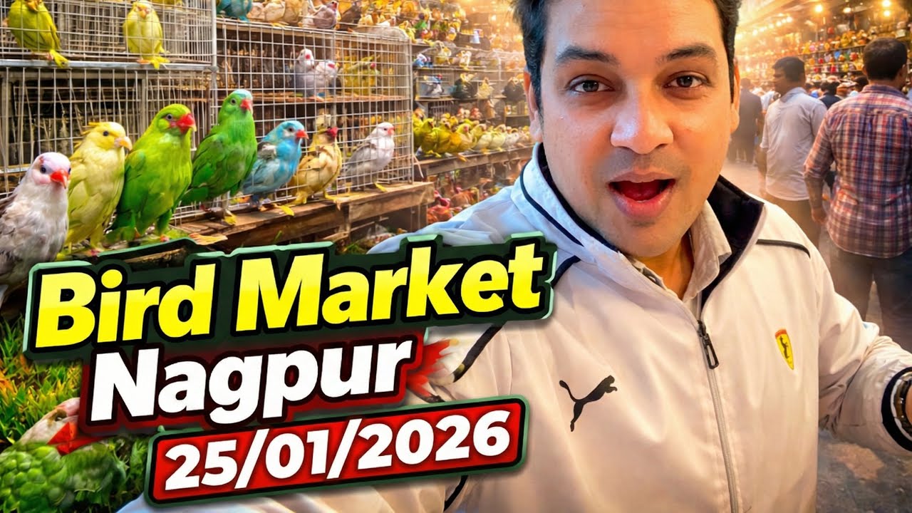 Bird Market Nagpur Today 25/01/26 | Lakadganj Ka bird Market | Bird Sunday Market Nagpur ka