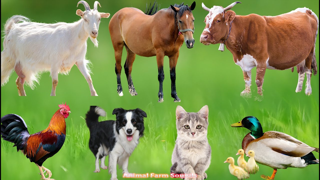 Farm Animal Habitats: Dogs, Cats, Chickens, Pigs, Cows, Goats, Horses – Animal Videos