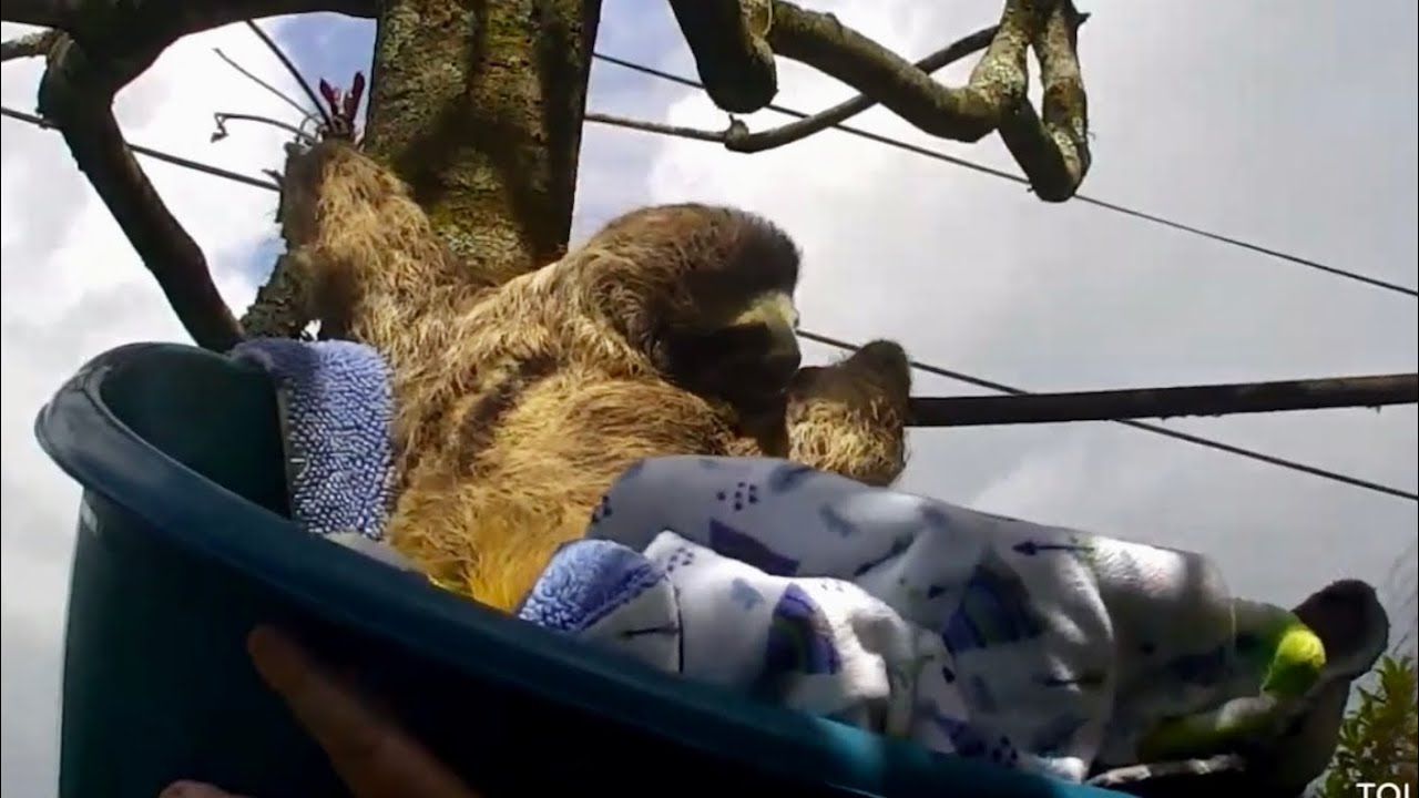 Baby sloth Reggae receives praise and a treat after climbing in the trees - Explore.org