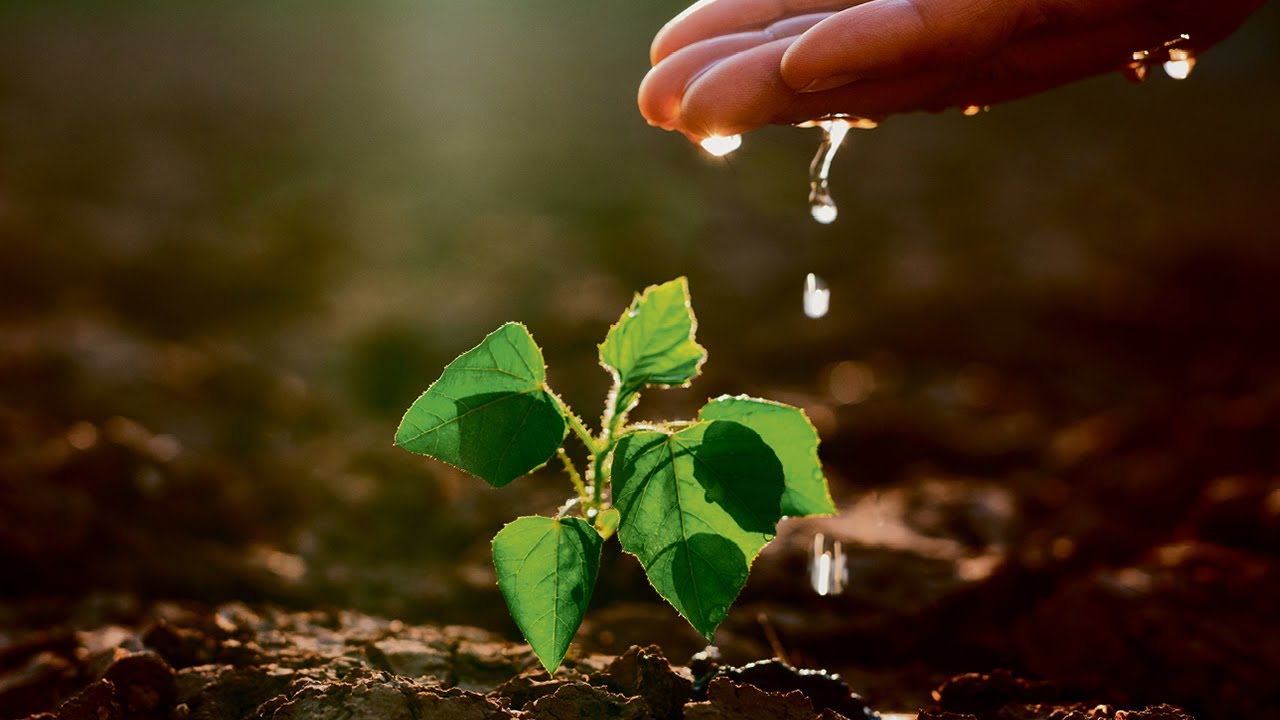 Lebewesen bestehen überwiegend aus Wasser – Kein Leben ohne Wasser