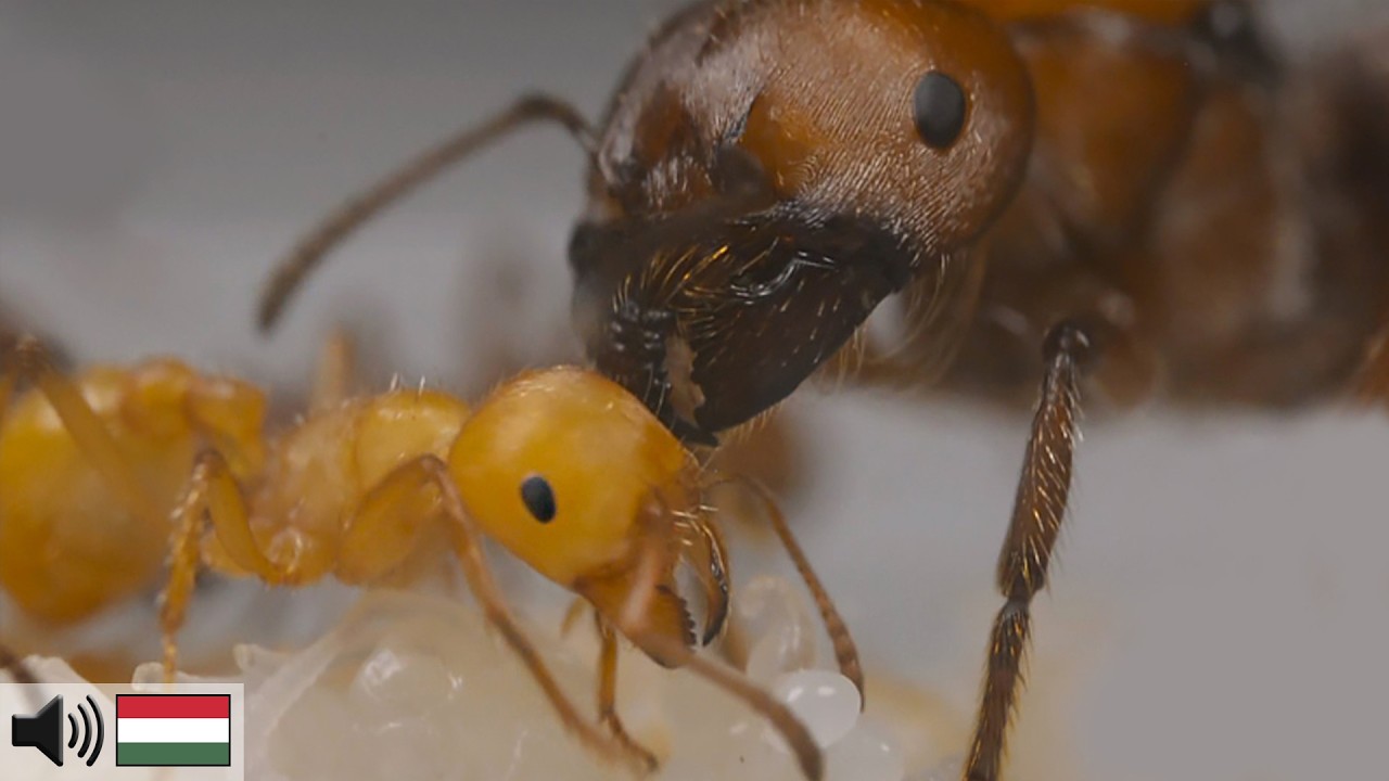 Amerikai maggyűjtőhangya kolónia (Pogonomyrmex barbatus)