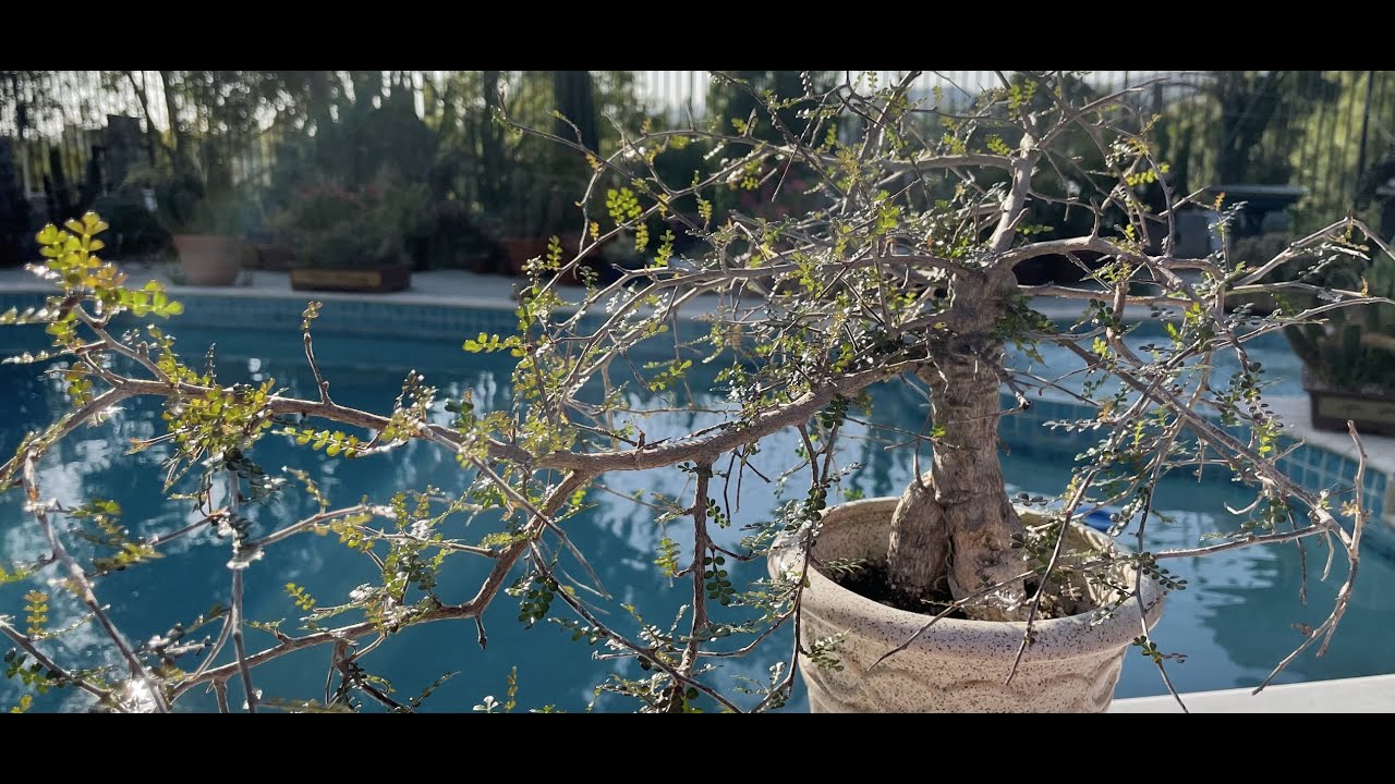 Operculicarya decaryi Bonsai Full of Seeds!! 🌳 - Episode 18