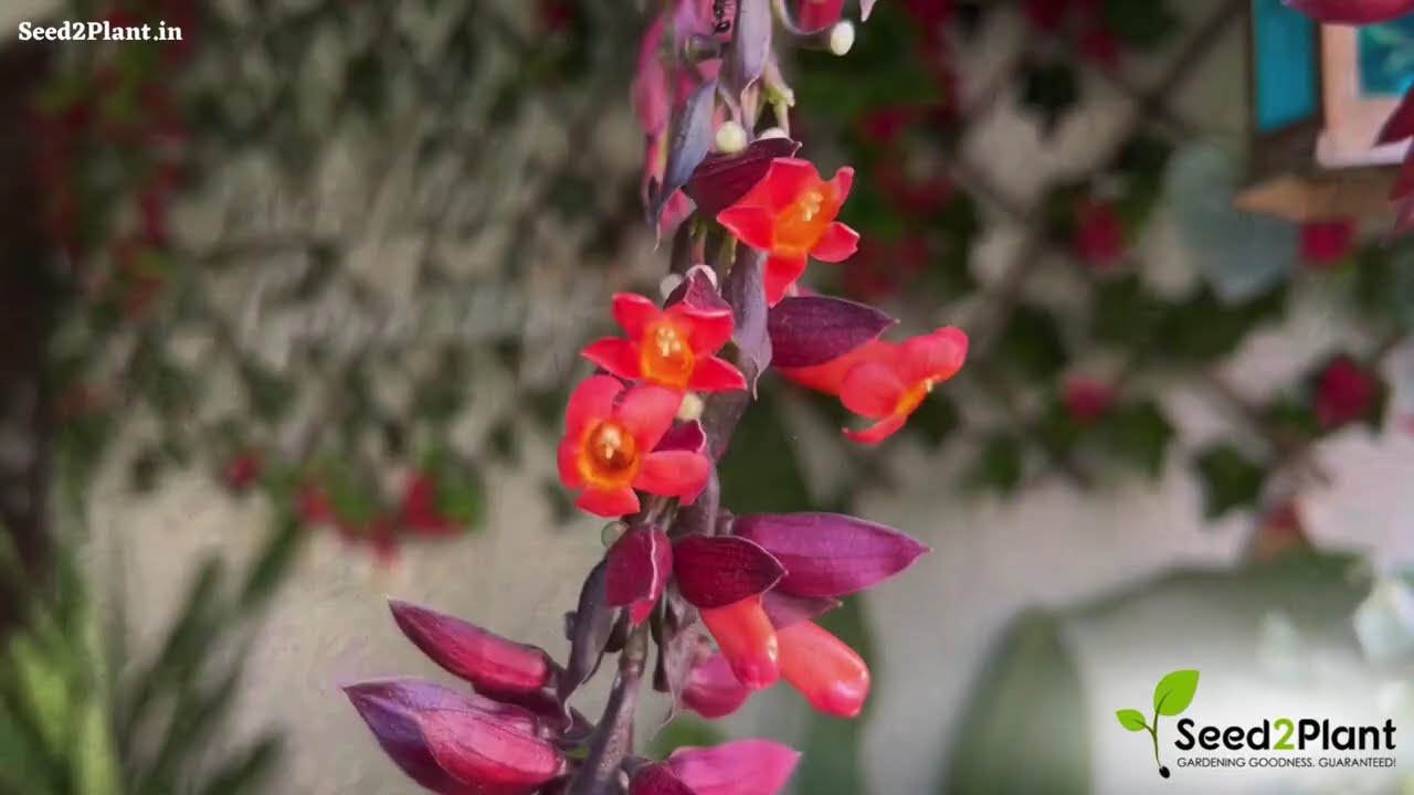Scarlet Clock Vine Thunbergia cocinea Rare All Time Flowering Live Plant | Seed2Plant 🌱