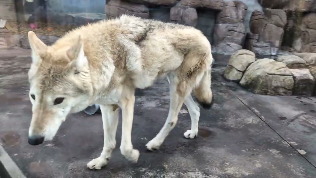 【チュウゴクオオカミ】遠吠え＆排尿 Wolf Howls & Pee